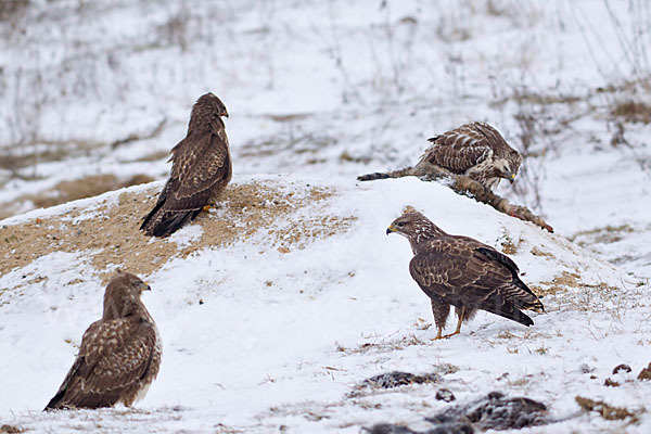 Mäusebussard (Buteo buteo)