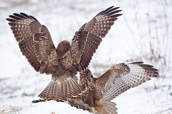 Mäusebussard (Buteo buteo)