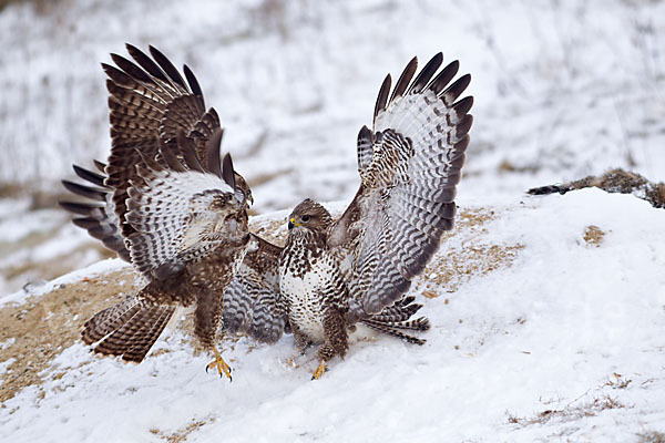 Mäusebussard (Buteo buteo)