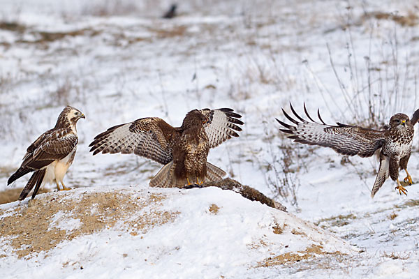 Mäusebussard (Buteo buteo)