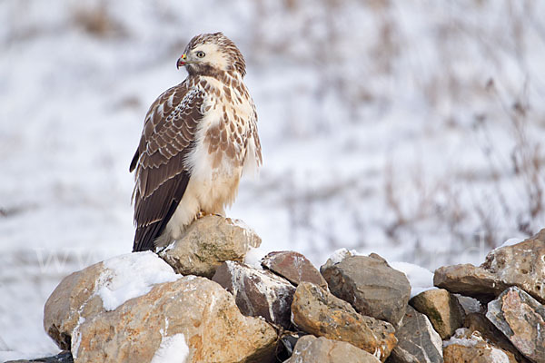 Mäusebussard (Buteo buteo)