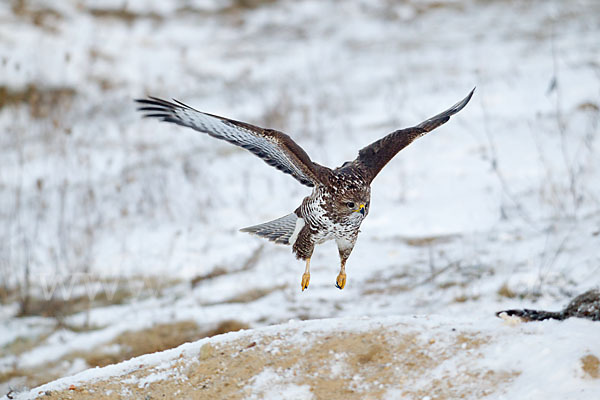 Mäusebussard (Buteo buteo)