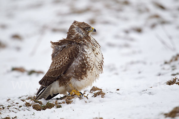 Mäusebussard (Buteo buteo)