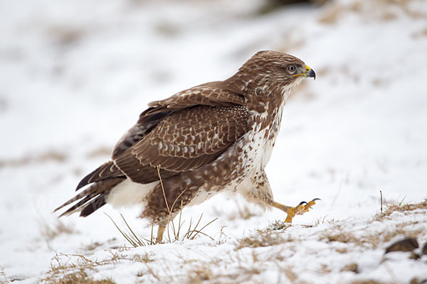 Mäusebussard (Buteo buteo)