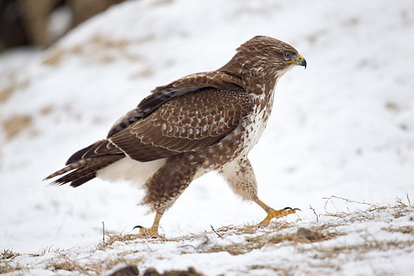 Mäusebussard (Buteo buteo)