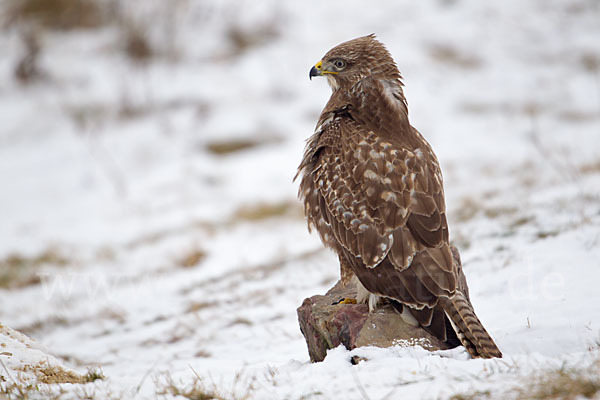 Mäusebussard (Buteo buteo)