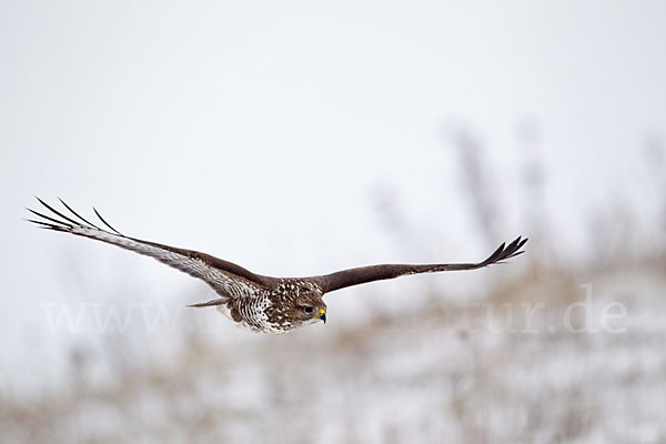 Mäusebussard (Buteo buteo)