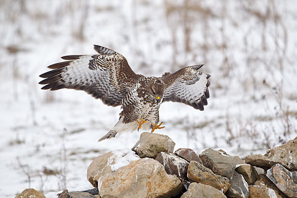 Mäusebussard (Buteo buteo)