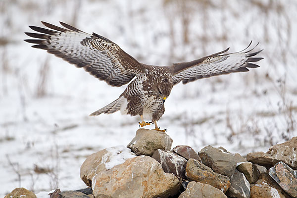 Mäusebussard (Buteo buteo)