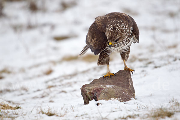 Mäusebussard (Buteo buteo)