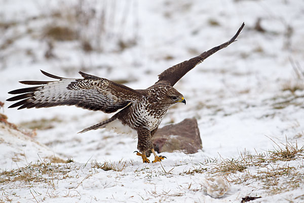 Mäusebussard (Buteo buteo)