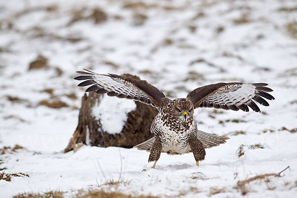 Mäusebussard (Buteo buteo)