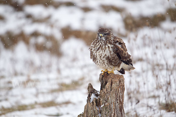 Mäusebussard (Buteo buteo)