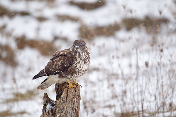 Mäusebussard (Buteo buteo)