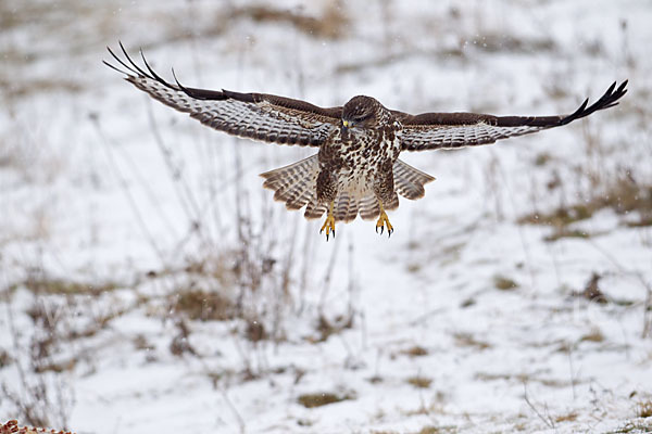 Mäusebussard (Buteo buteo)