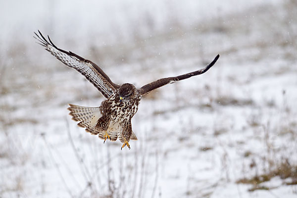 Mäusebussard (Buteo buteo)