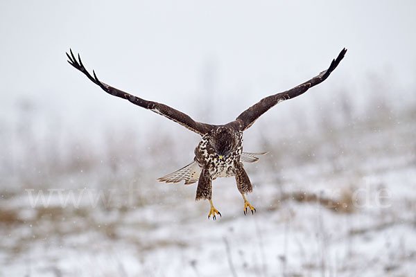 Mäusebussard (Buteo buteo)