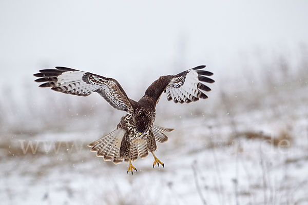 Mäusebussard (Buteo buteo)