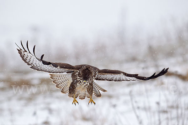 Mäusebussard (Buteo buteo)