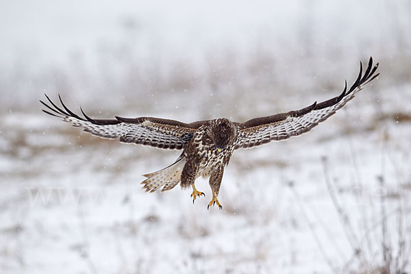 Mäusebussard (Buteo buteo)