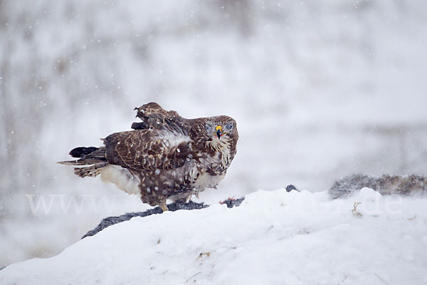 Mäusebussard (Buteo buteo)