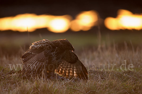 Mäusebussard (Buteo buteo)