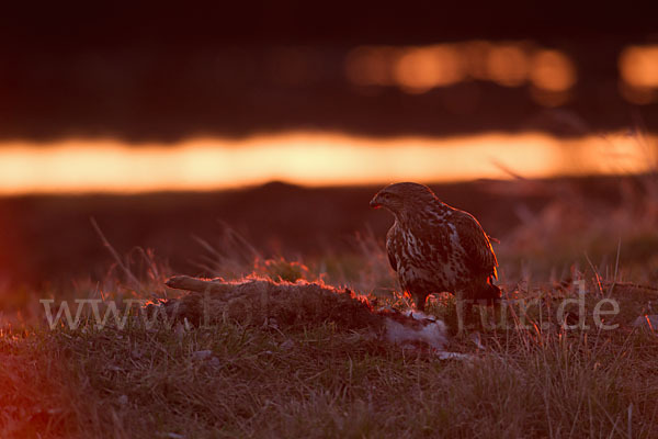 Mäusebussard (Buteo buteo)