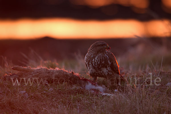 Mäusebussard (Buteo buteo)