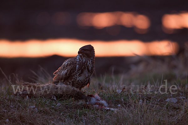 Mäusebussard (Buteo buteo)