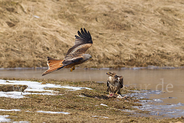 Mäusebussard (Buteo buteo)