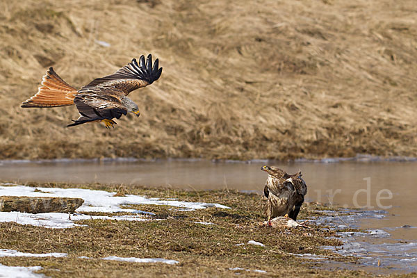 Mäusebussard (Buteo buteo)