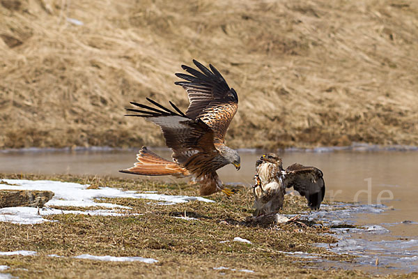 Mäusebussard (Buteo buteo)