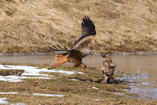 Mäusebussard (Buteo buteo)