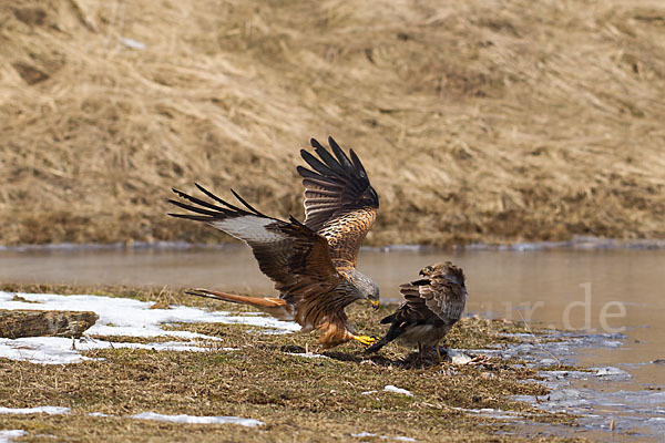 Mäusebussard (Buteo buteo)