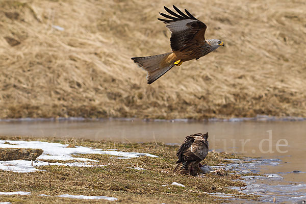 Mäusebussard (Buteo buteo)