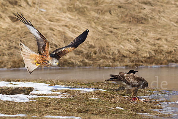 Mäusebussard (Buteo buteo)