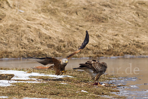 Mäusebussard (Buteo buteo)