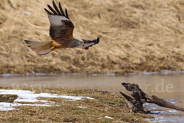 Mäusebussard (Buteo buteo)