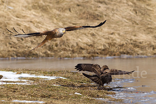 Mäusebussard (Buteo buteo)