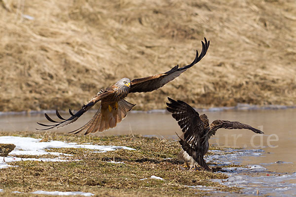 Mäusebussard (Buteo buteo)