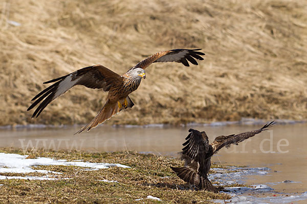 Mäusebussard (Buteo buteo)