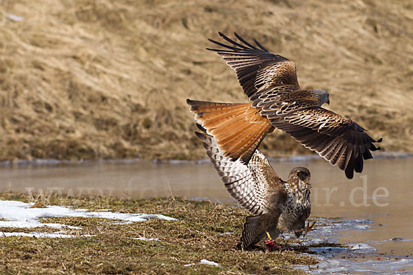 Mäusebussard (Buteo buteo)