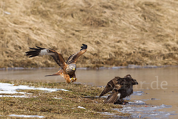 Mäusebussard (Buteo buteo)