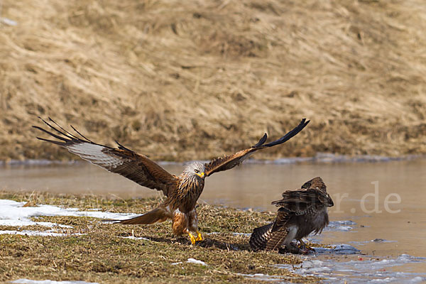 Mäusebussard (Buteo buteo)