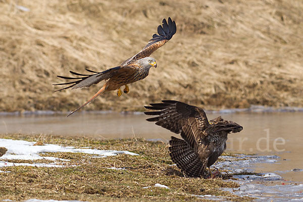 Mäusebussard (Buteo buteo)