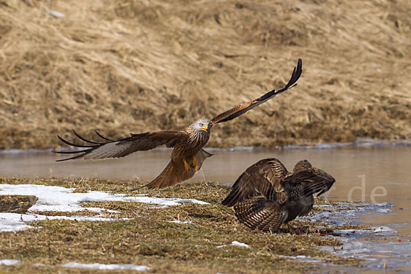 Mäusebussard (Buteo buteo)