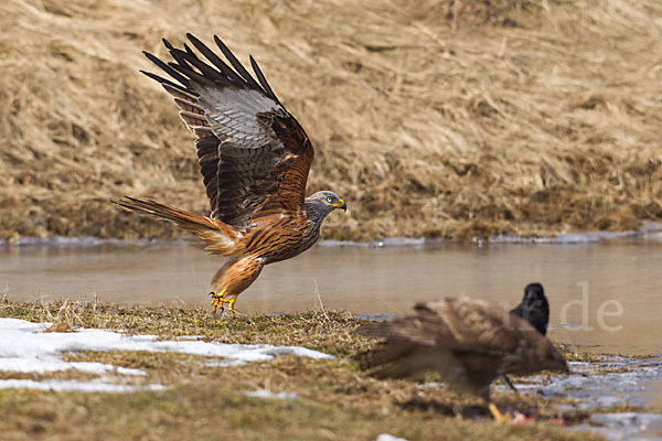 Mäusebussard (Buteo buteo)