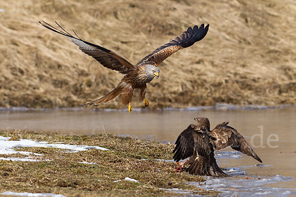 Mäusebussard (Buteo buteo)