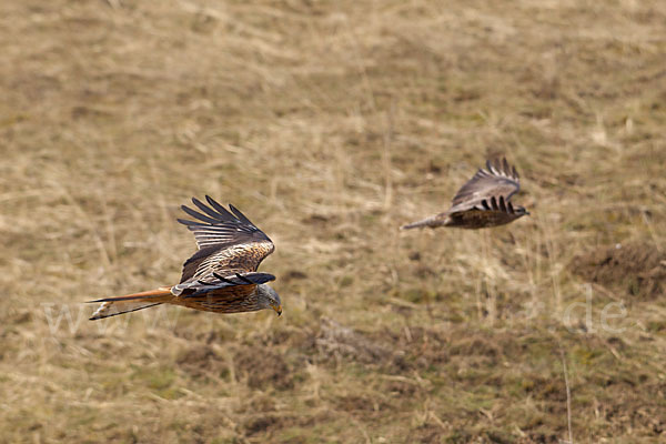 Mäusebussard (Buteo buteo)