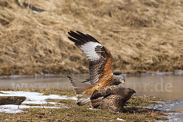 Mäusebussard (Buteo buteo)